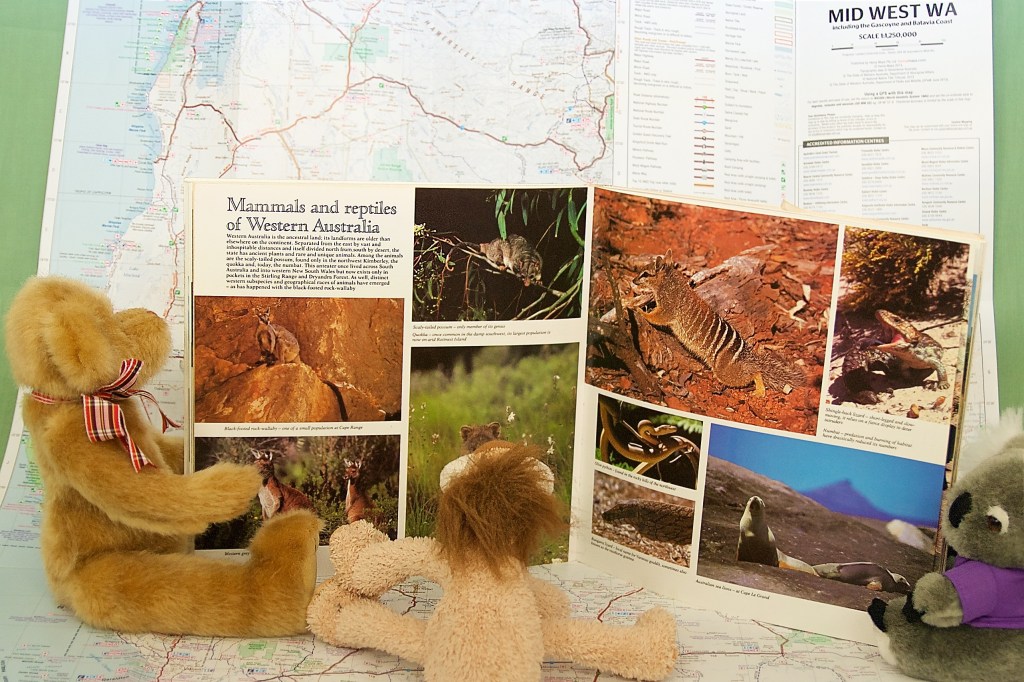 The friends look at pictures of Oz-Stray-Yan animals