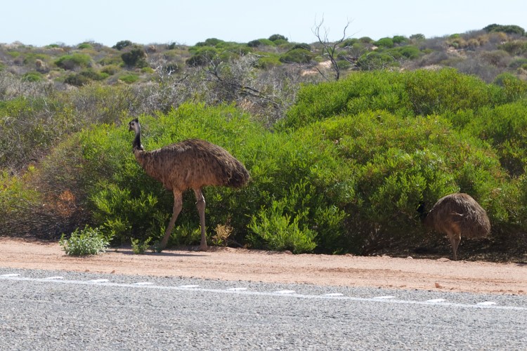 A father emu with one of the seven chicks