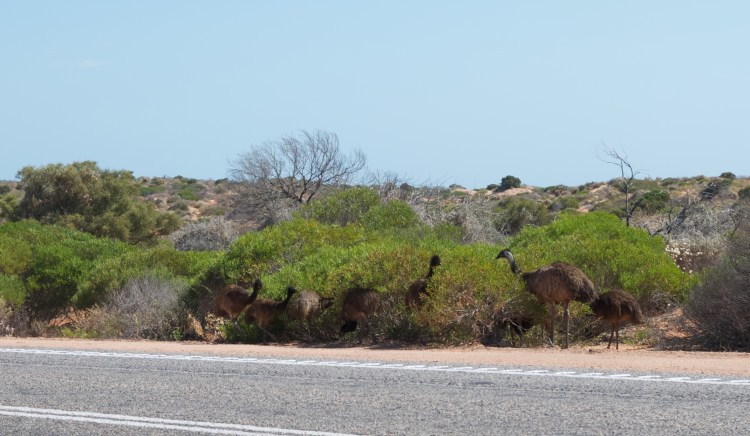 Seven young emus with dad