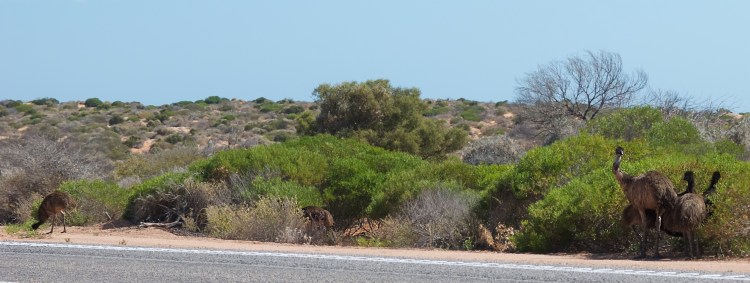 Big Dad emu and four of his youngsters