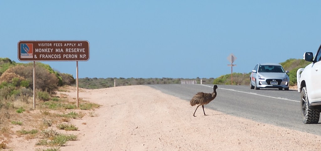 Why did the emu cross the road?