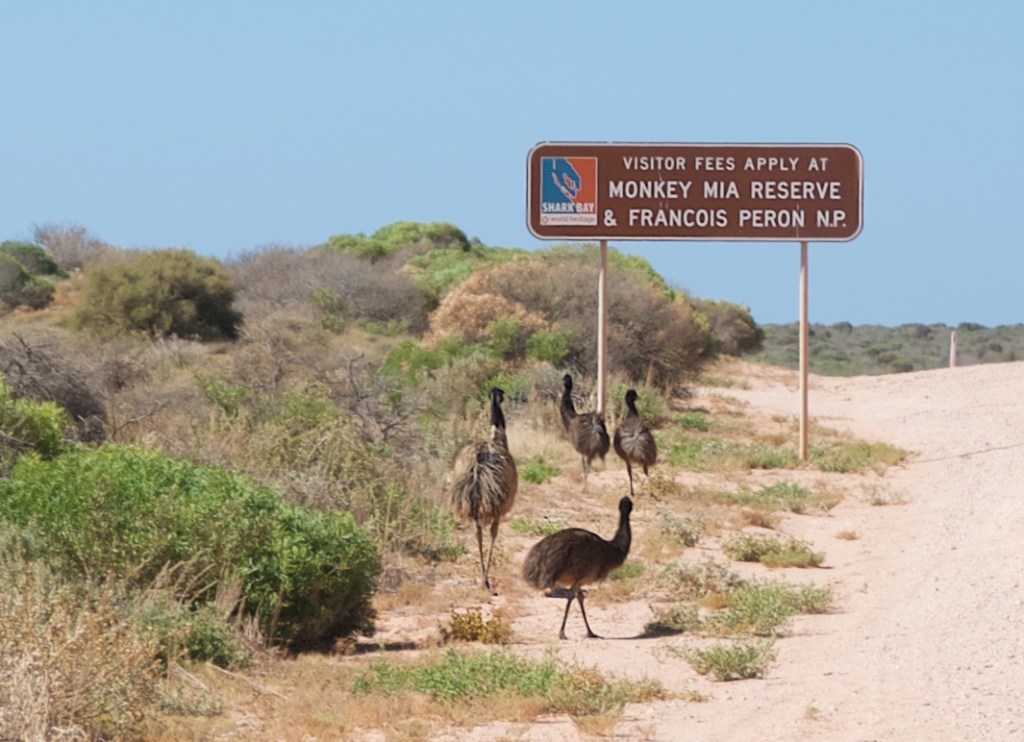 Big Dad Emu gets his chickadees under control