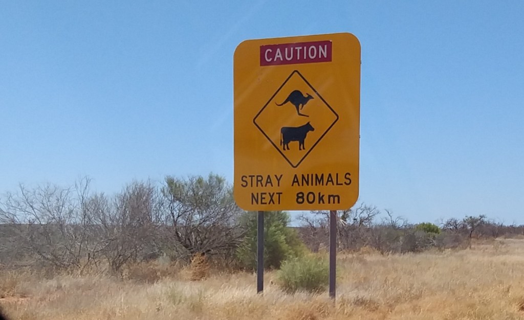Always watch for stray animals on or near the road