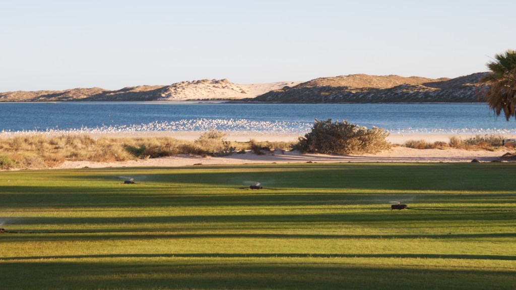 Seagulls settle in over the sand as evening falls at Coral Bay