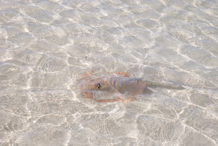 Skate ray in the very shallow water on the beach at Coral Bay