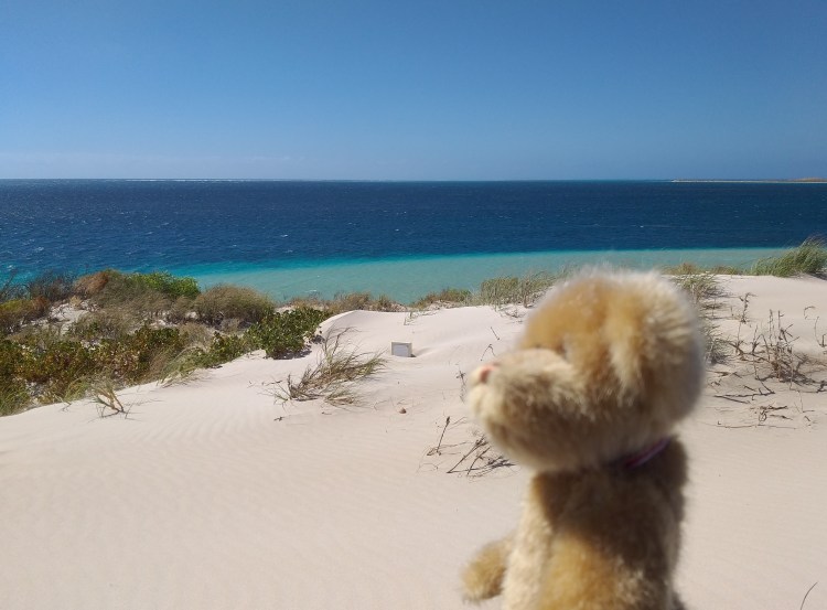 Gavin's fur is blown about and stung by sand in the strong wind up on the dunes