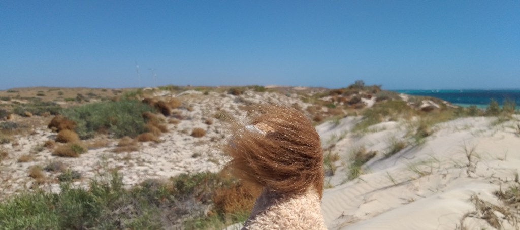 Lionel the lion searches the dunes for signs of critters
