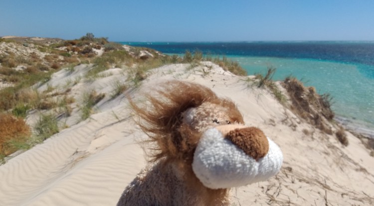 Lionel just won't give up searching the dunes