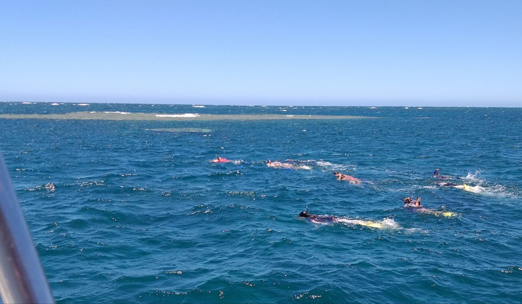 Snorkelling near the outer reef and seeing the shark cleaning station