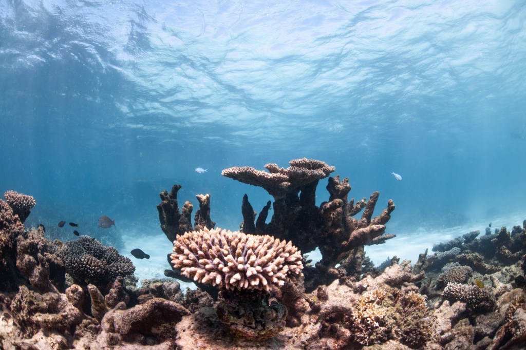 Coral formations on the Ningaloo fringing reef off the North West Coast of Western Australia