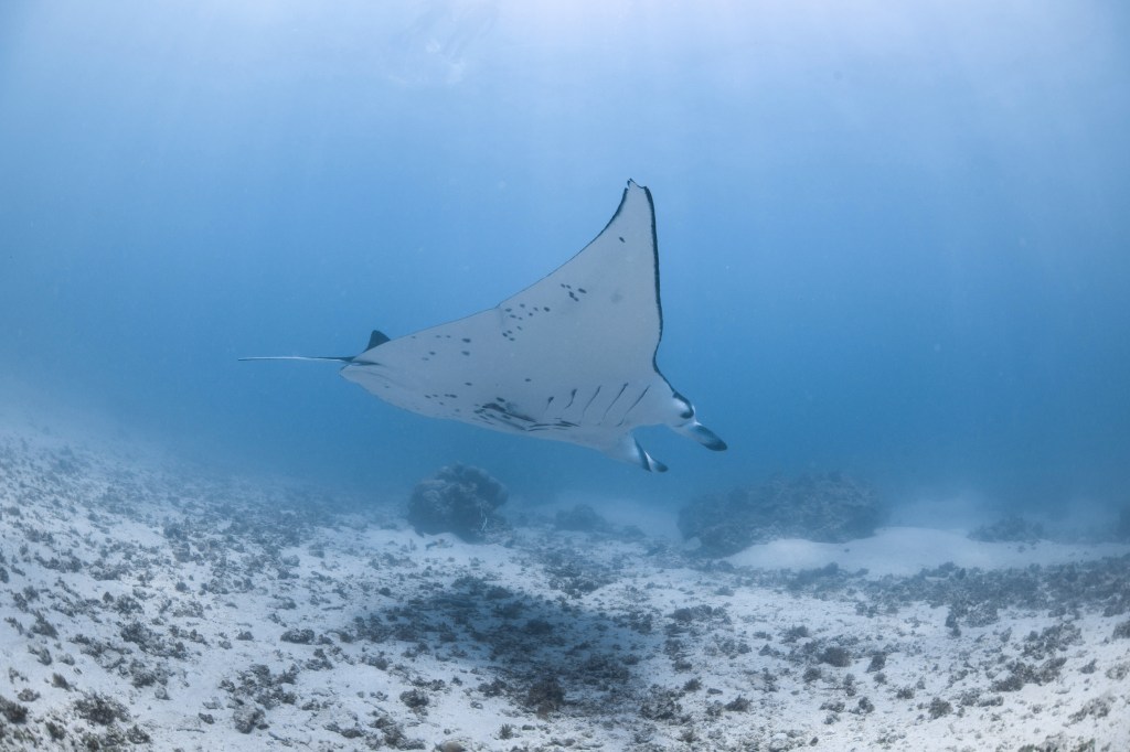 Manta ray taken from the ocean bed looking up by photographer Tom Cannon