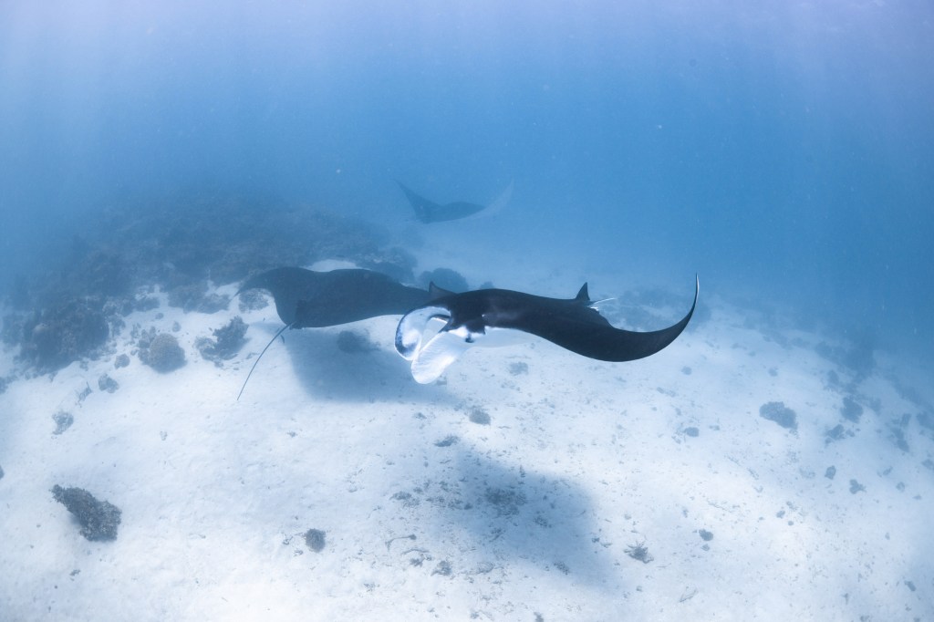Three manta rays at Ningaloo Reef.
Photo by Tom Cannon. One expells air.