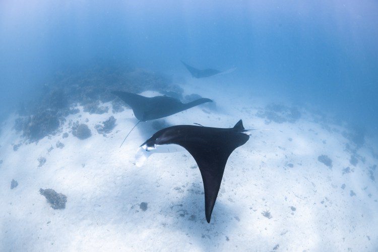 Three manta rays at Ningaloo Reef.
Photo by Tom Cannon