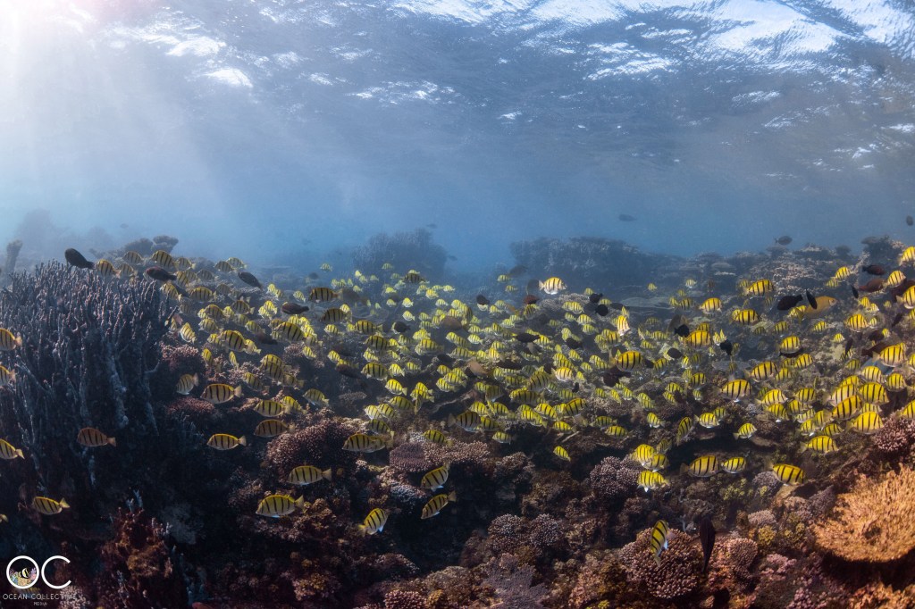 Schools of fish in the coral 