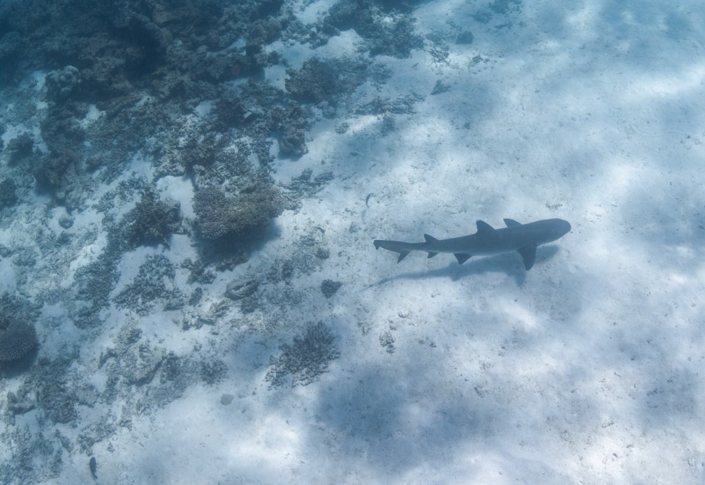 One of the reef sharks at Ningaloo reef