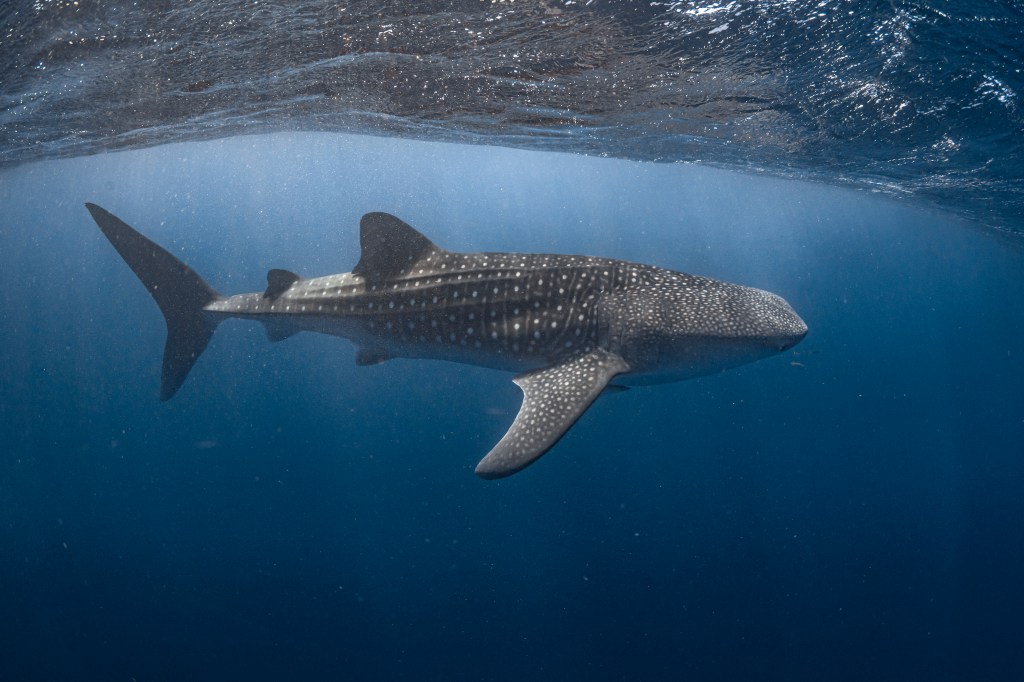 Whale shark by Ningaloo Reef. Pic by Daniel Browne