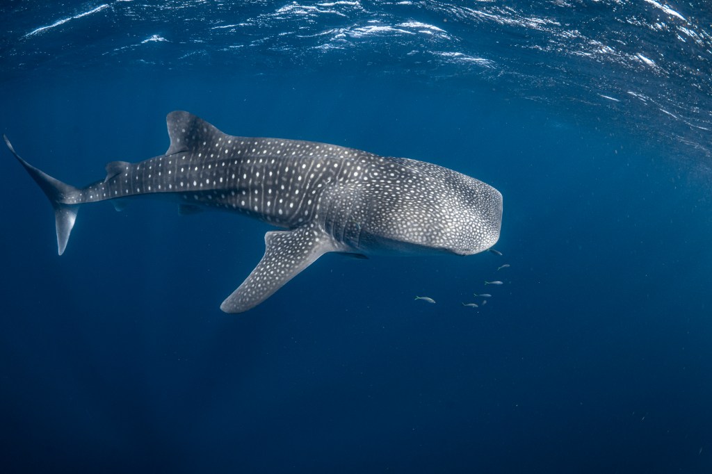 Whale shark photo by Daniel Browne taken 2022