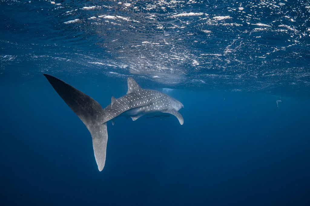 Whale shark pulling away from swimmers, pics by Daniel Browne 2022