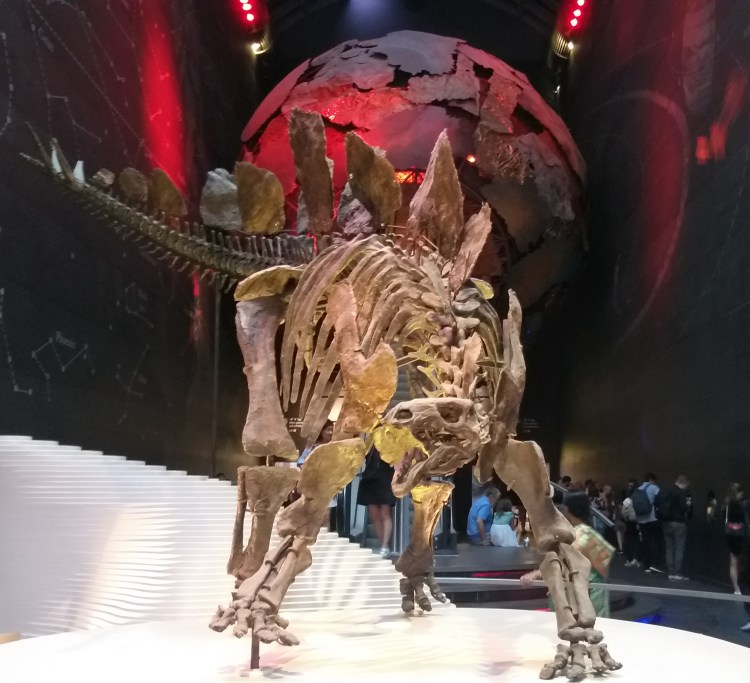 Stegosaurus Skeleton moving and roaring display in the Natural History Museum