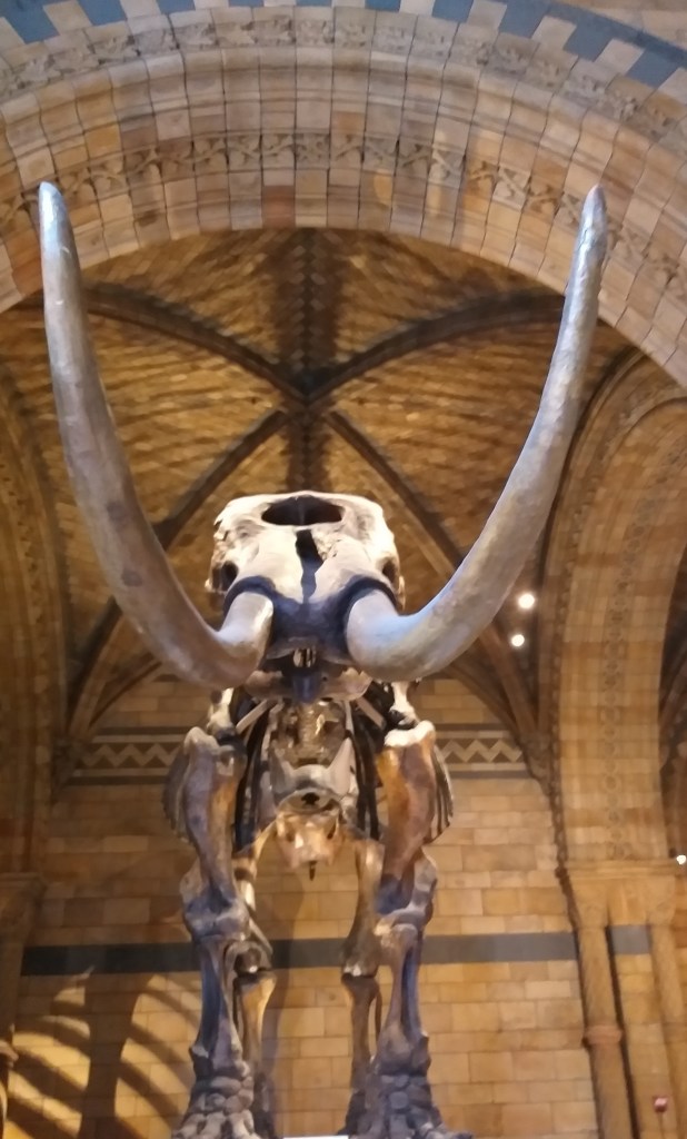 Happiness is seeing a Mastodon . Well, its bones anyway.