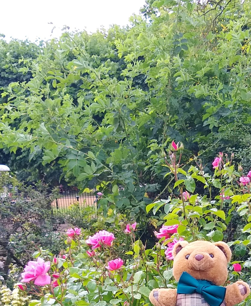 Pausing to sniff flowers in Hyde Park
