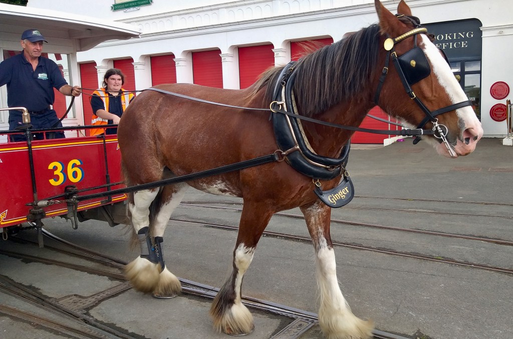 Ginger, a tram horse or 'Trammer'.
