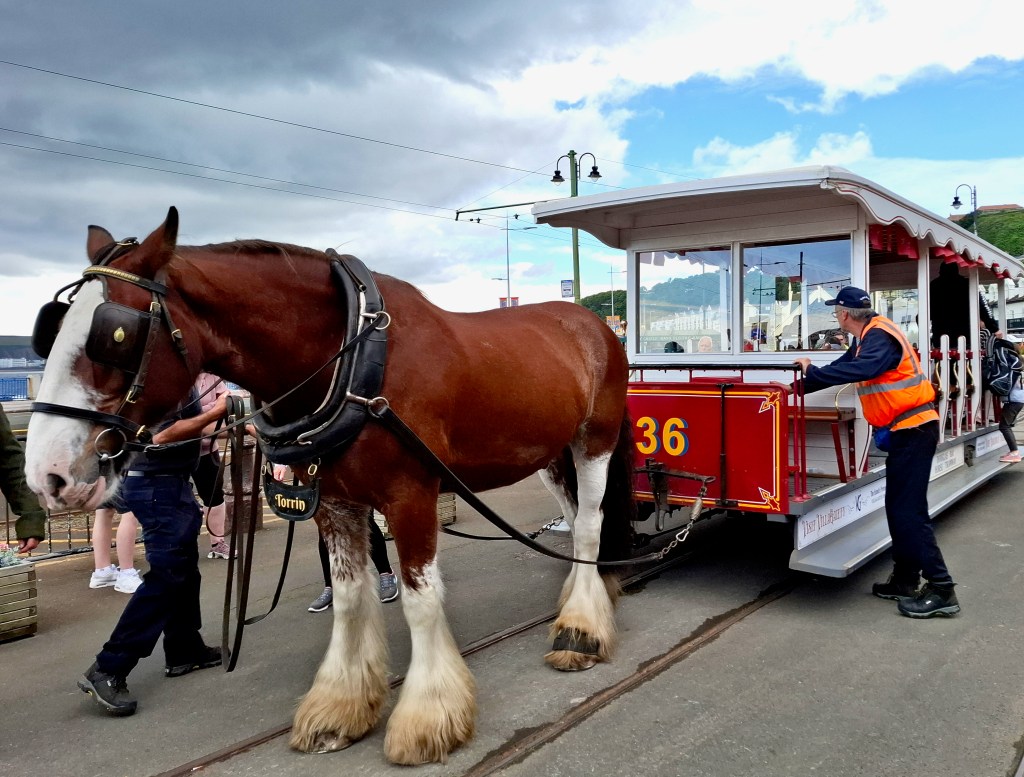 Torrin, a tram horse on the Promenade of Douglas