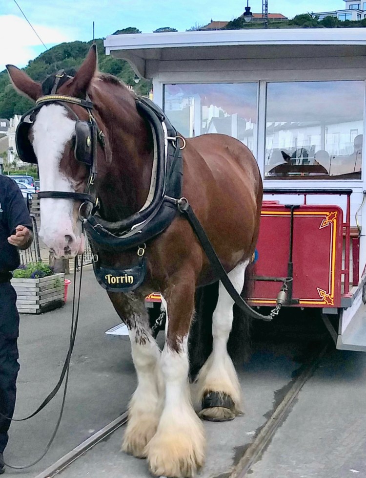 Torrin, a handsome horse and proud trimmer.
