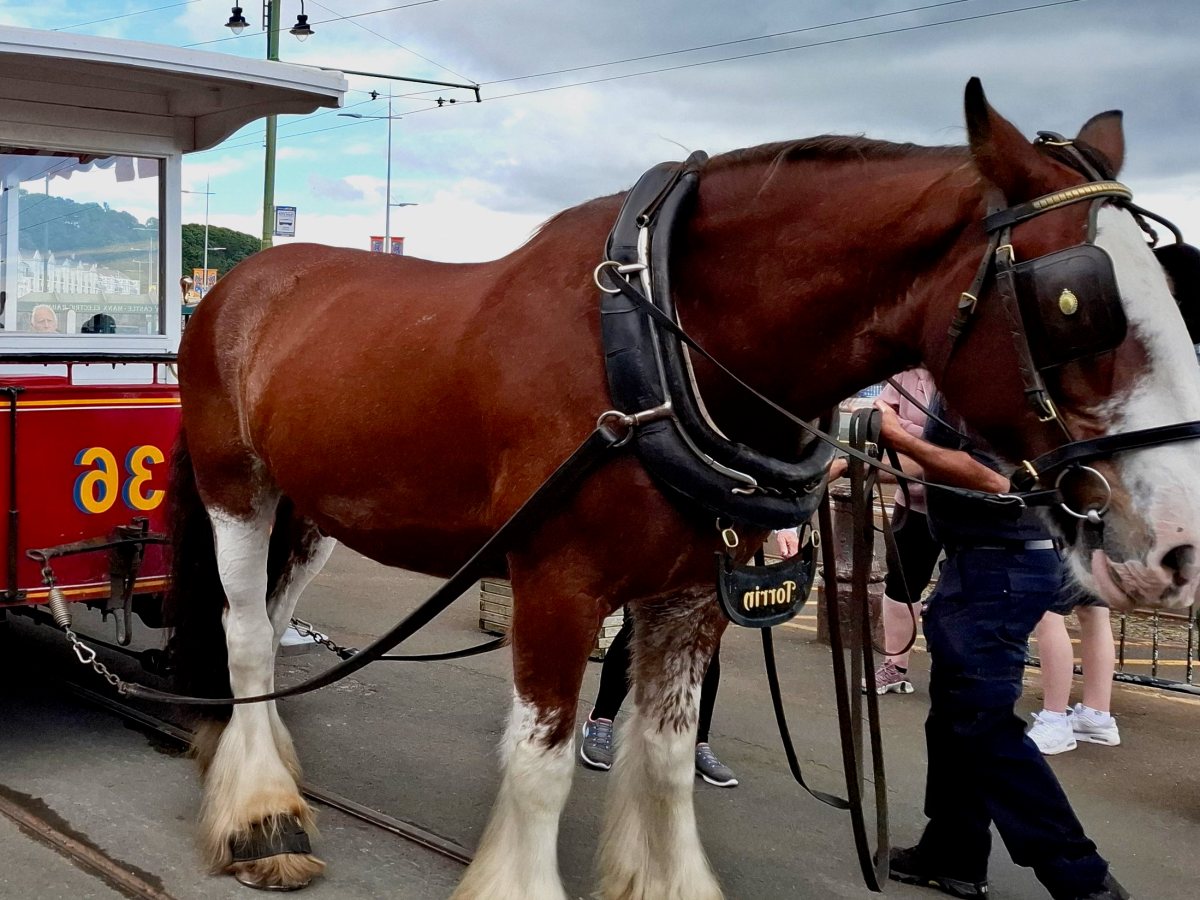 BeeGees and Horse Trams: Douglas in Ellan&nbsp;Vannin