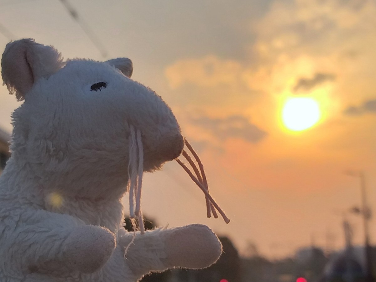 Office Ratty: Commuter&nbsp;extraordinaire